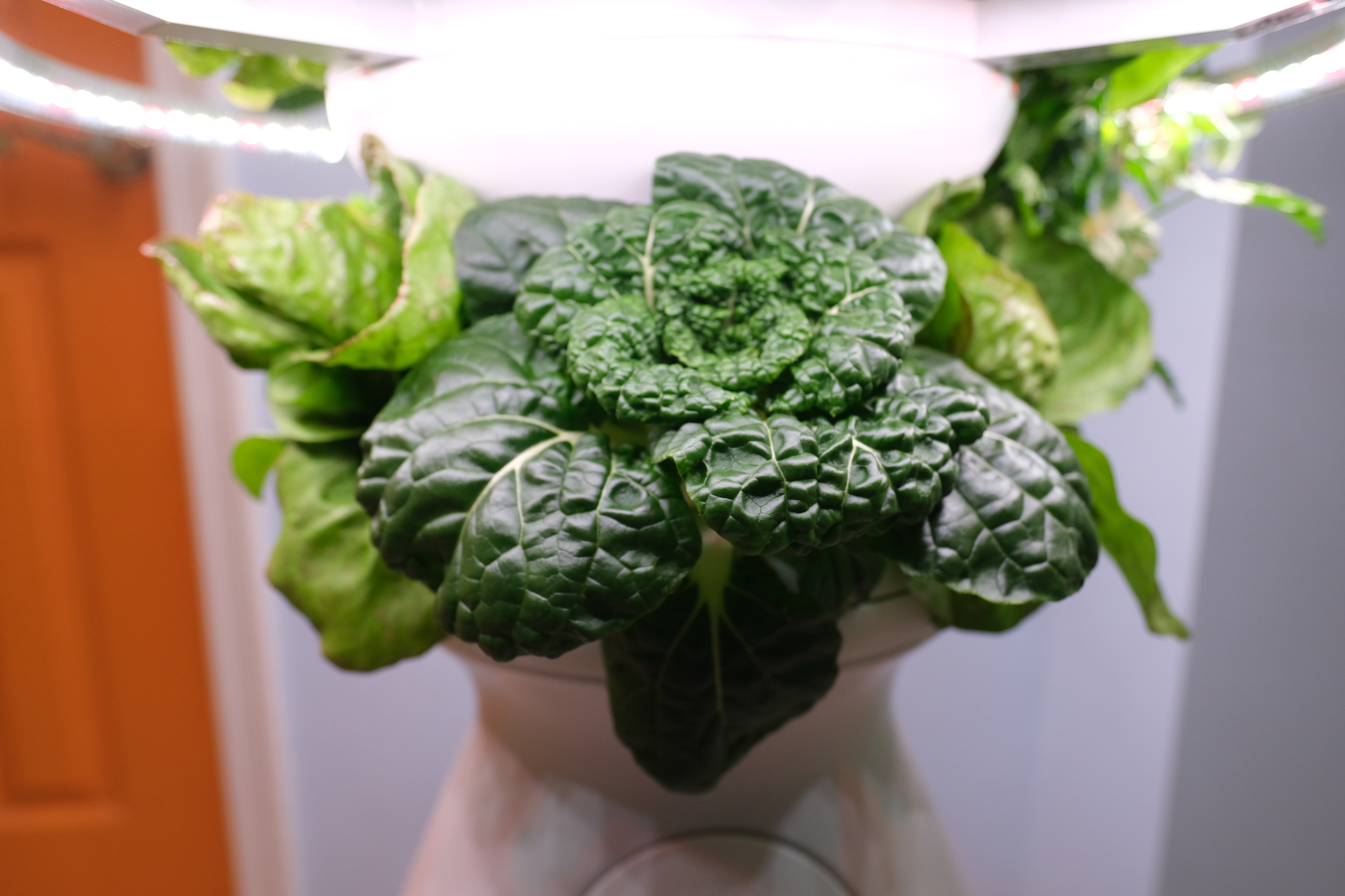 A Tested Review of the Lettuce Grow Farmstand: Is It Worth the Price?