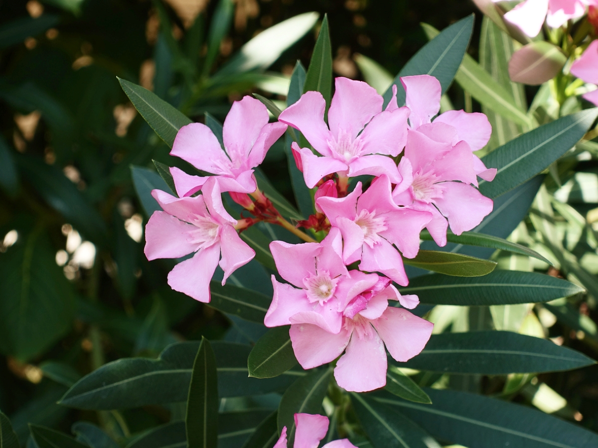 Pink Oleander blossoms