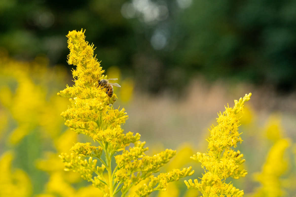 fleurs qui attirent les abeilles – verge d'or avec abeille