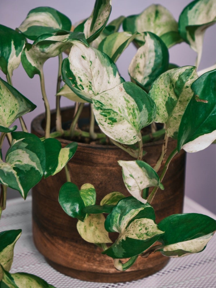 10 Pothos Varieties for Your Easy-Care Houseplant Collection