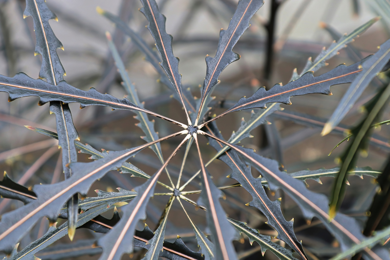 Macro of the leaf centers on a False Aralia plant.