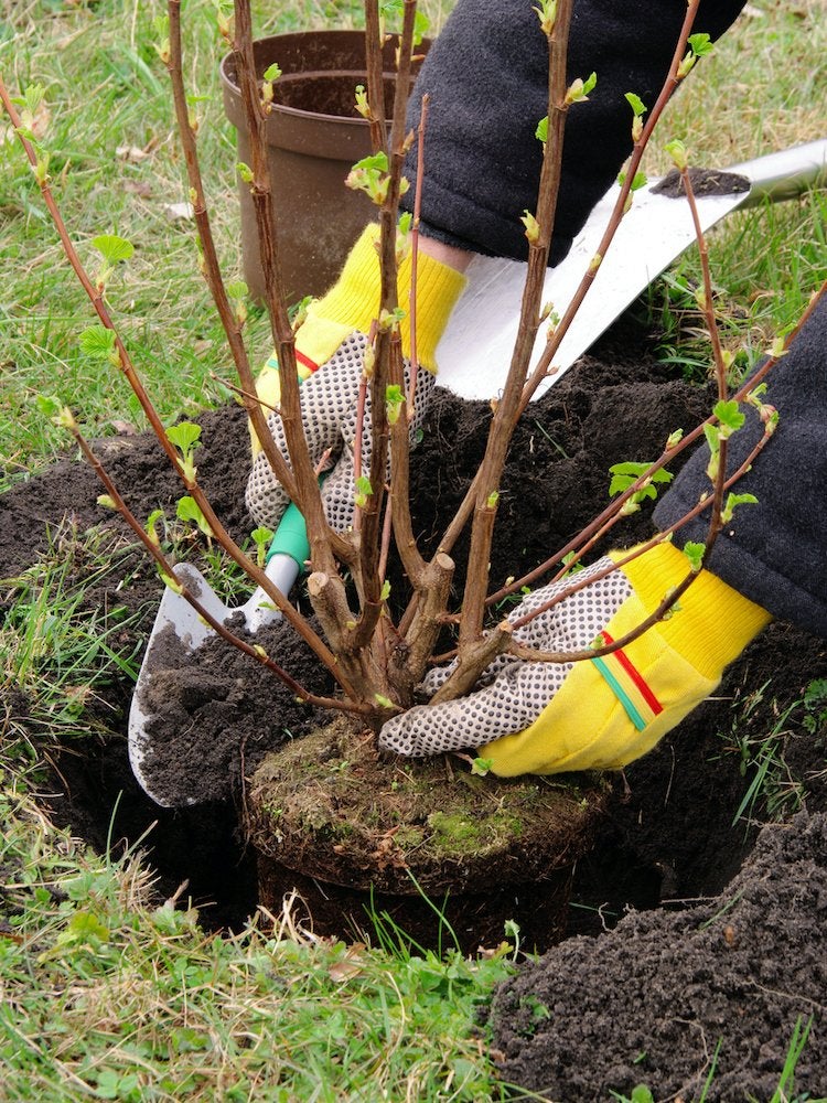 25 façons de profiter de votre jardin cet hiver