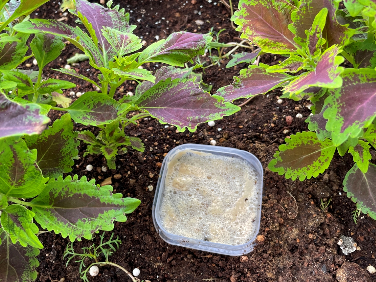 Plastic container with beer near garden plants.