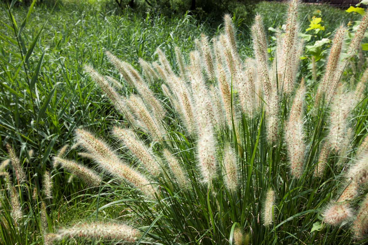 Fountain grass in a green lawn area.