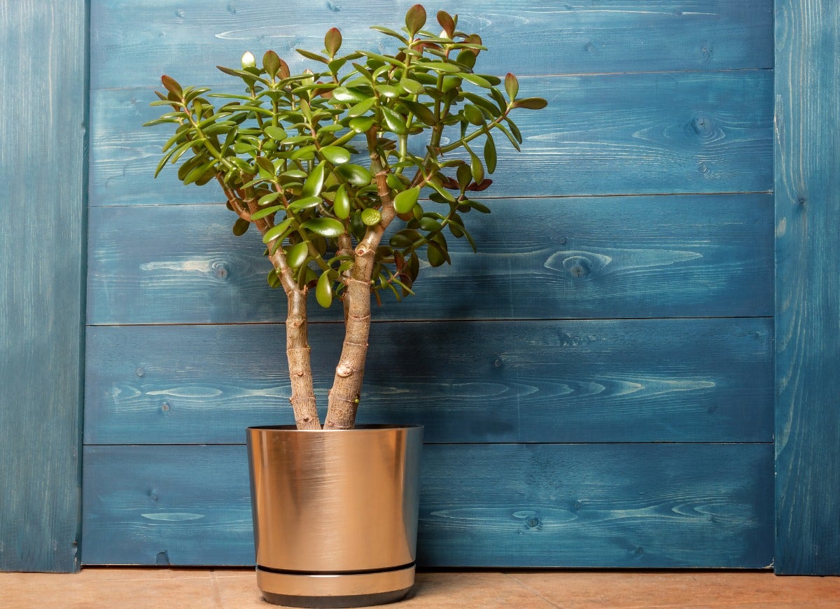 The 12 Hottest Houseplants for Your Home Office, According to the Masses