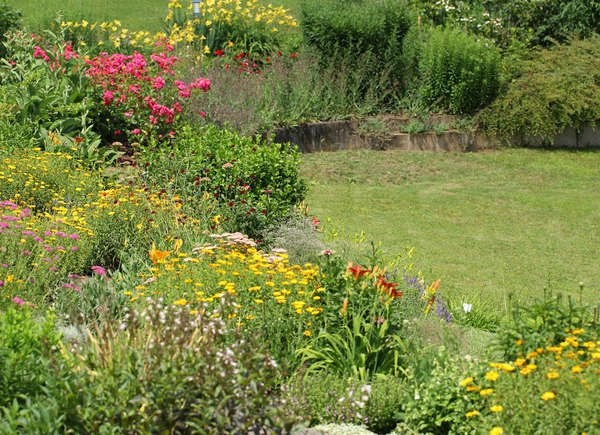 Plantes indigènes dans une cour arrière en pente