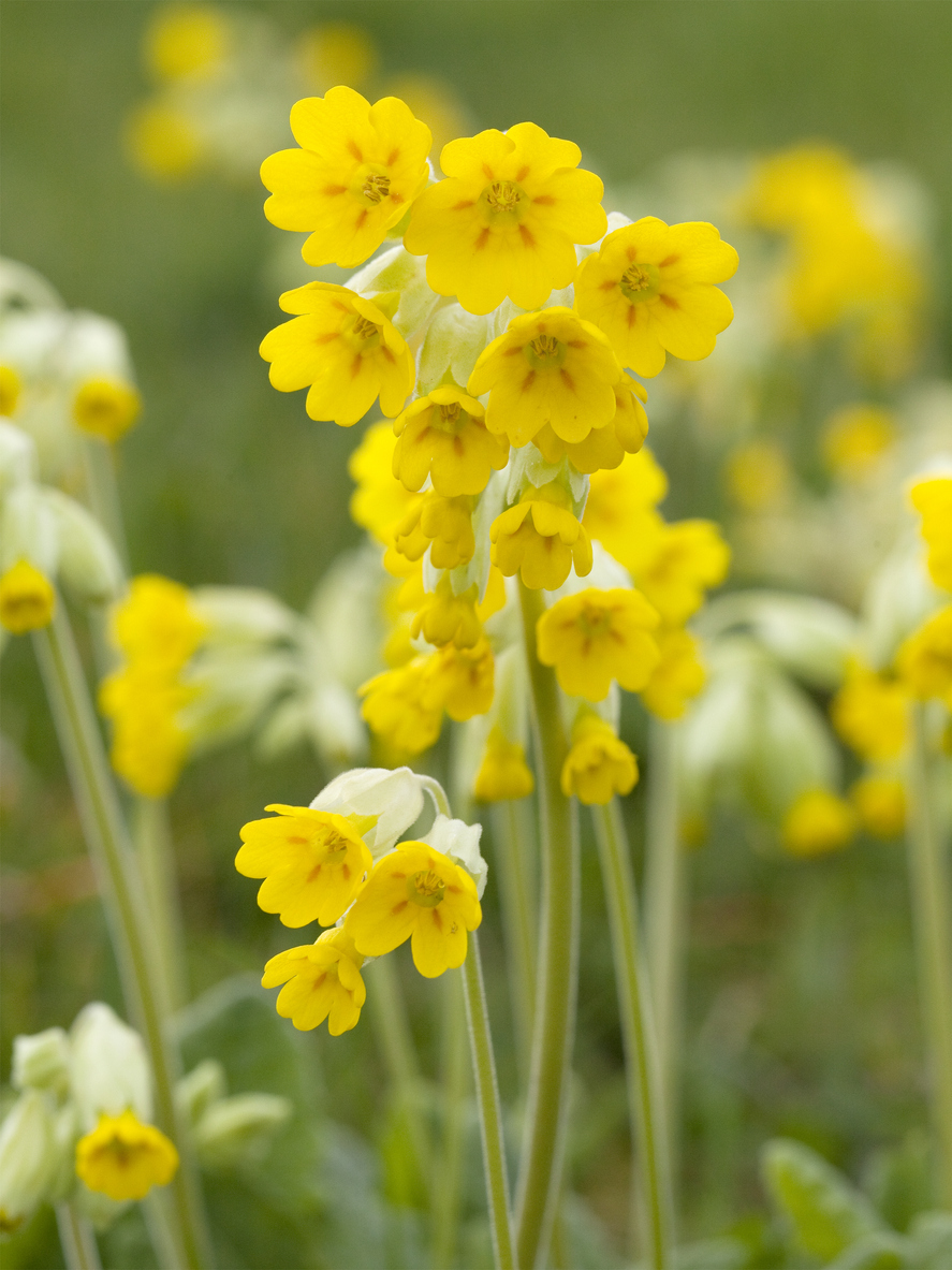 shade flowers