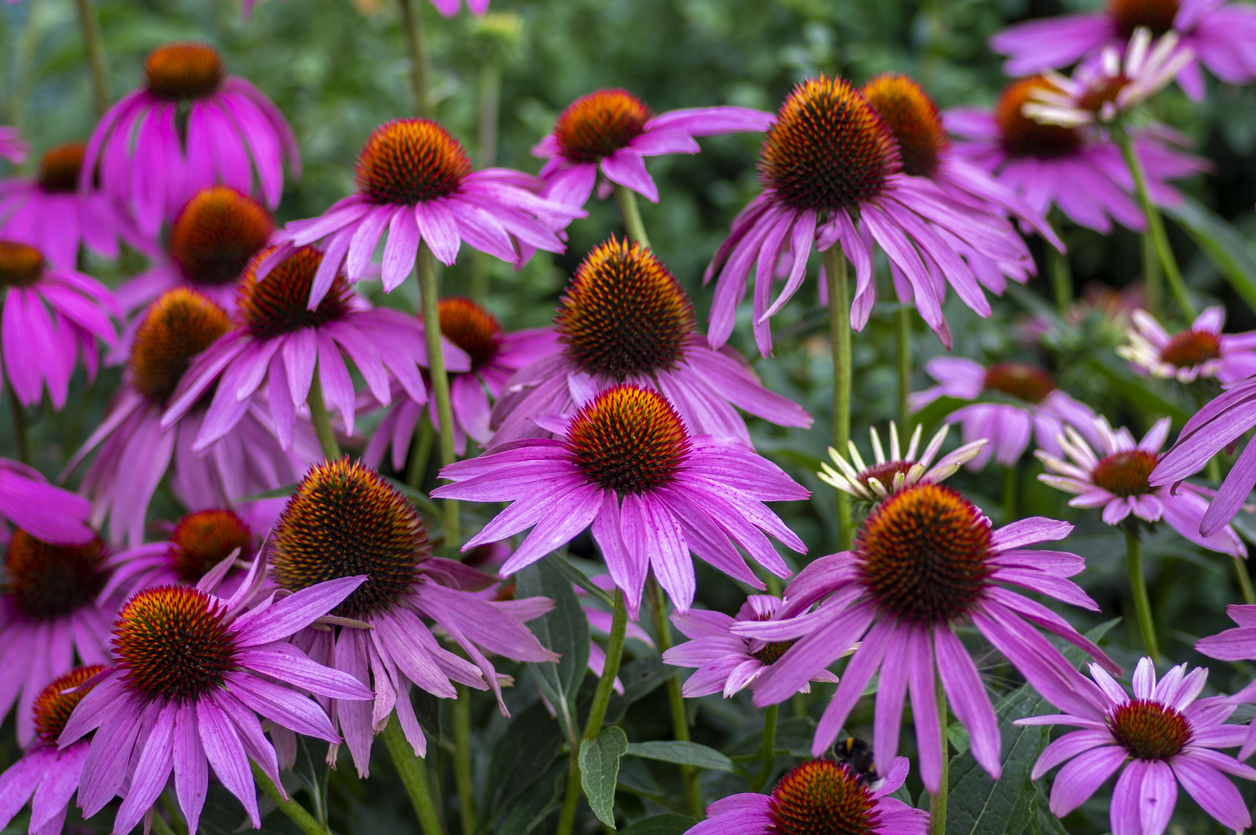 types of wildflowers coneflower