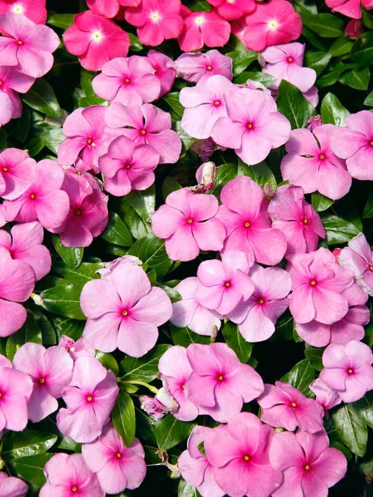 14 Long-Lasting Flowers for Your Yard