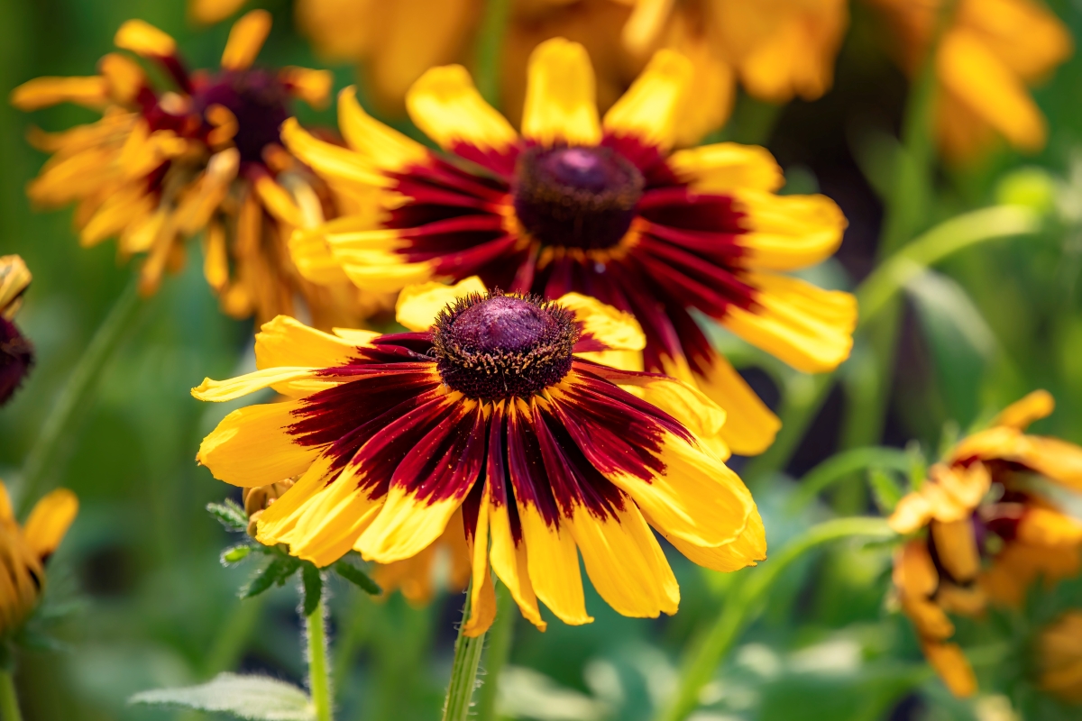 Black-eyed Susan flowers with red and yellow petals.