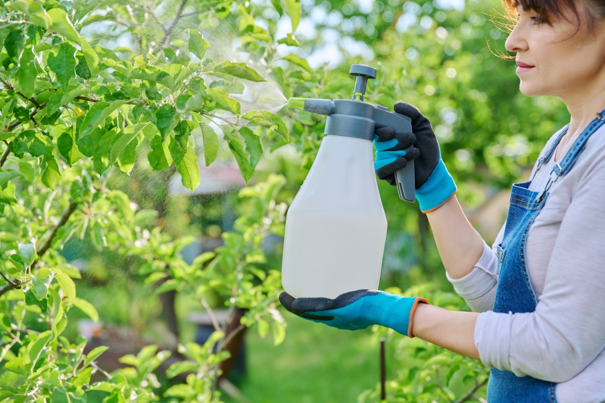 Woman spraying fruit tree