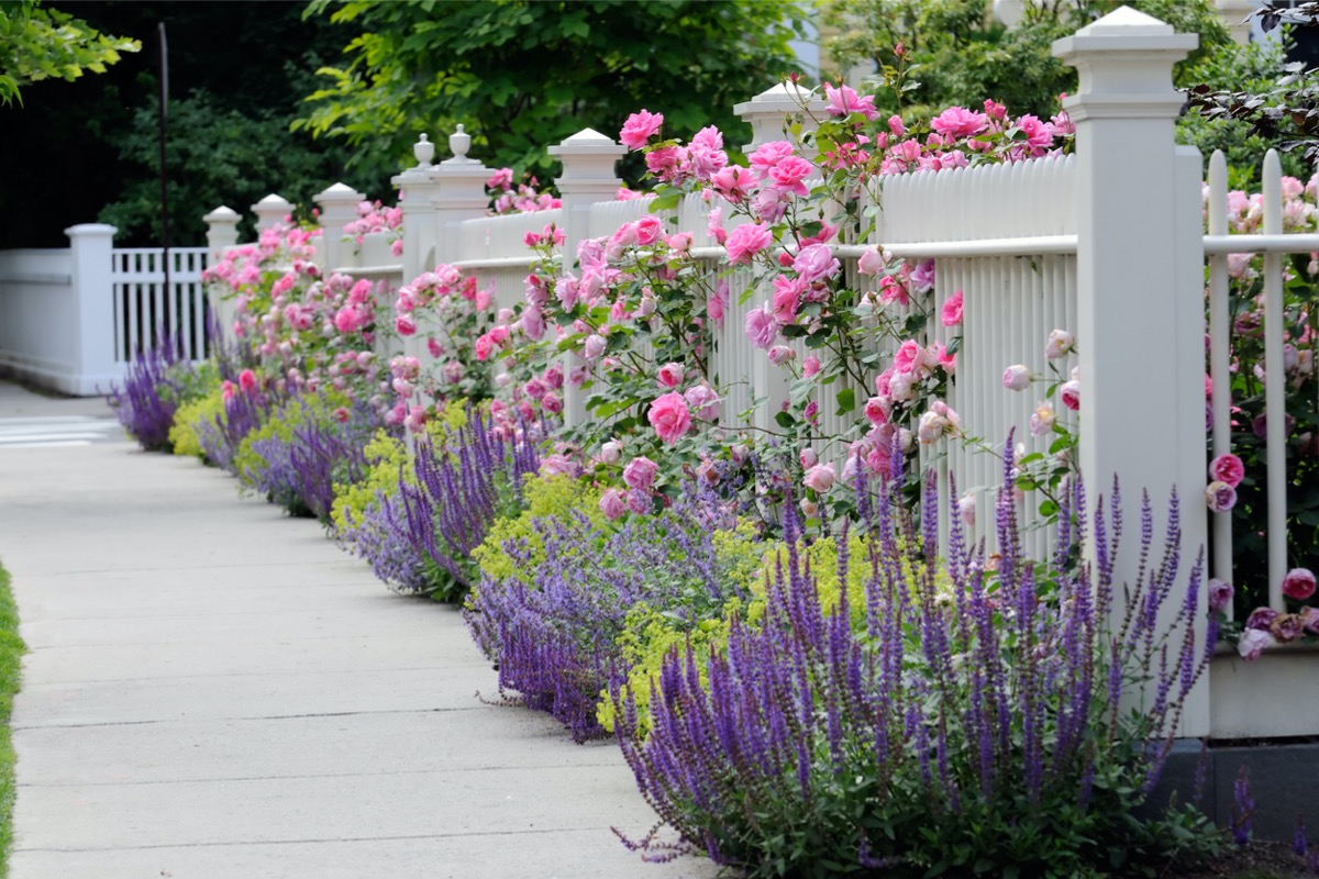 A white fence near a sidewalk with purple and pink flowers growing on it.