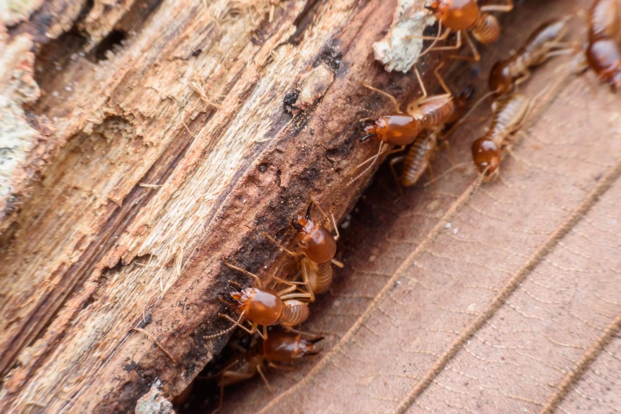 What Do Termite Droppings Look Like