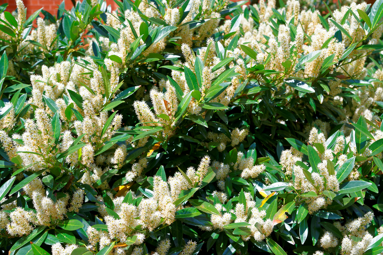 White itea which is usually called Little Henry or Sweetspire was photographed in The George Washington University campus in Washington D.C., USA. These flowers usually attract lots of butterflies.