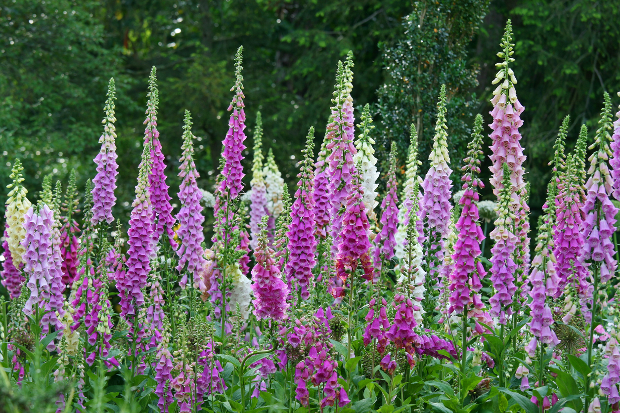 multiple colored foxglove - Digitalis purpurea