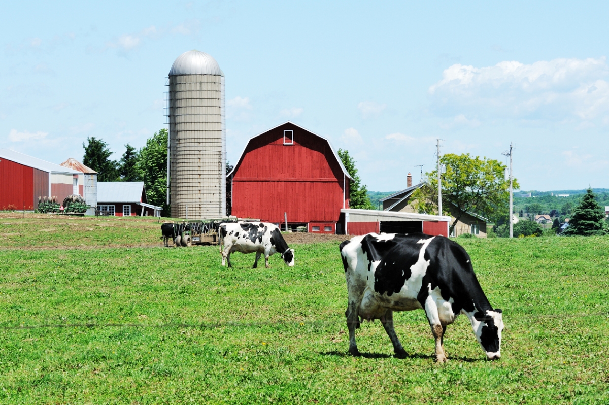 daylight savings time 2023 - cows grazing in front of red barn