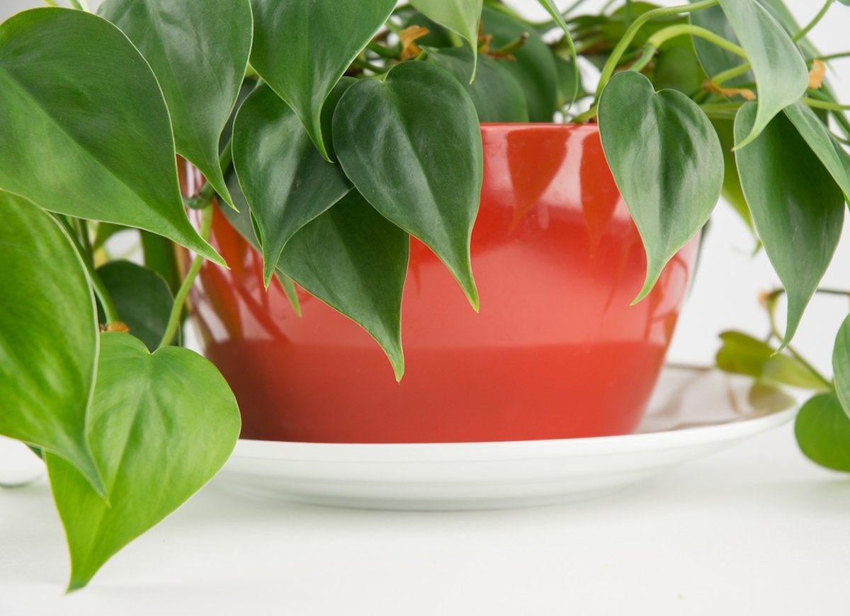 Count On These 25 Indoor Plants for Easy Color Year-Round