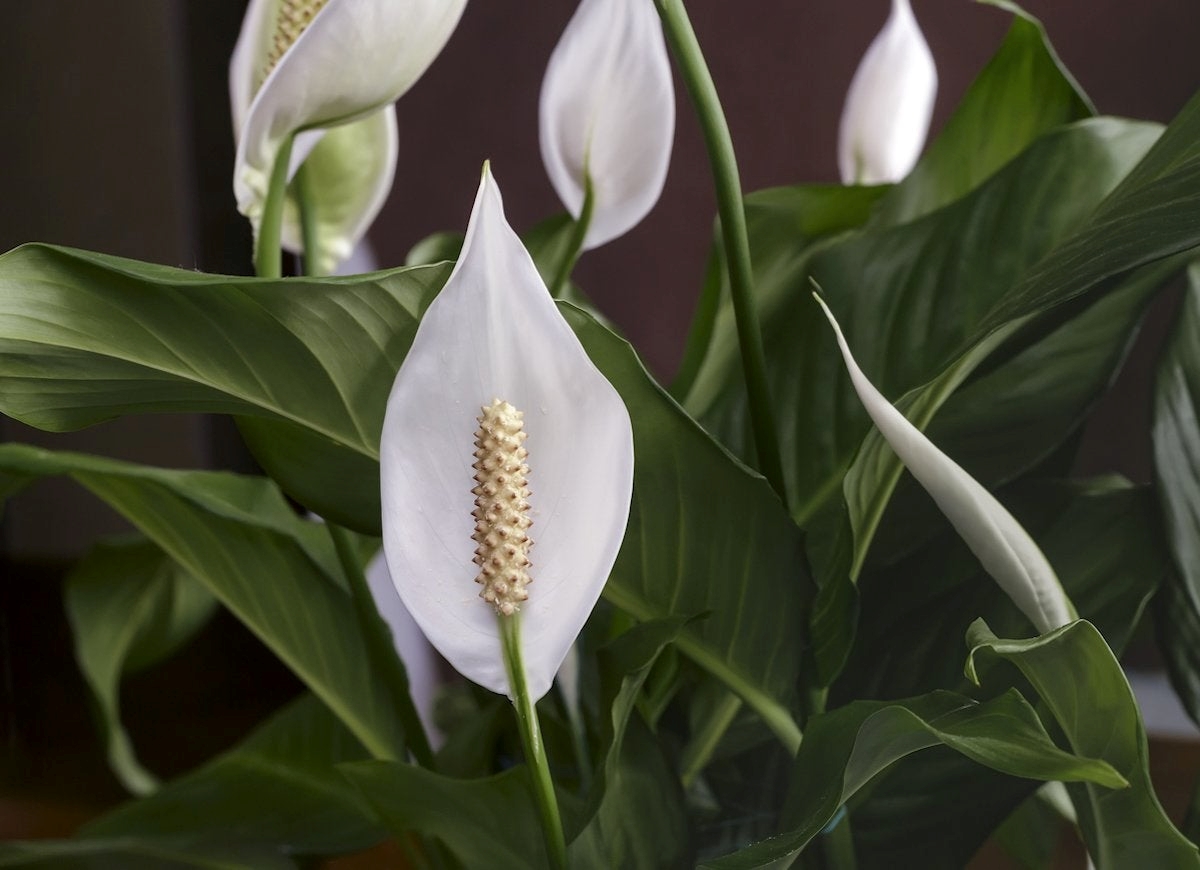 Peace lily flower