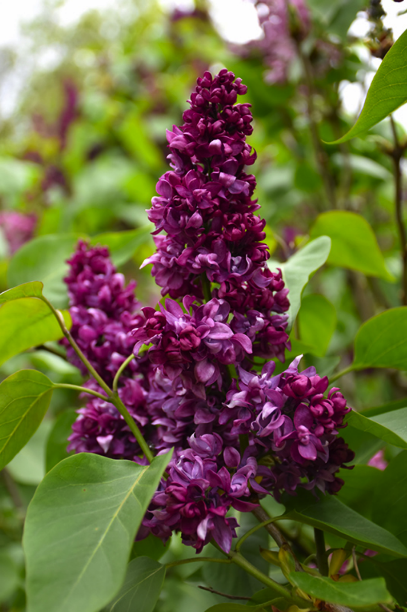 lilac varieties