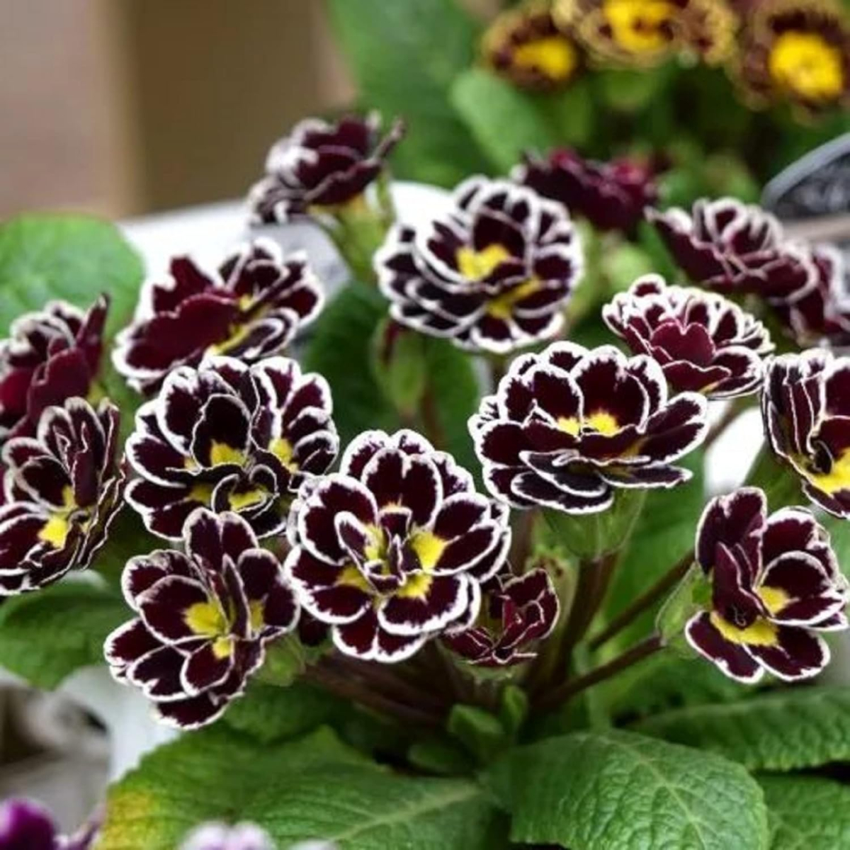 Un groupe serré de fleurs de primevère noires à blanches pousse à côté d'autres plantes de primevères.