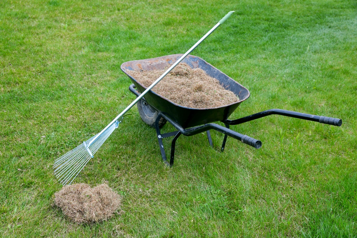 A dethatching rake and wheelbarrow full of old grass.