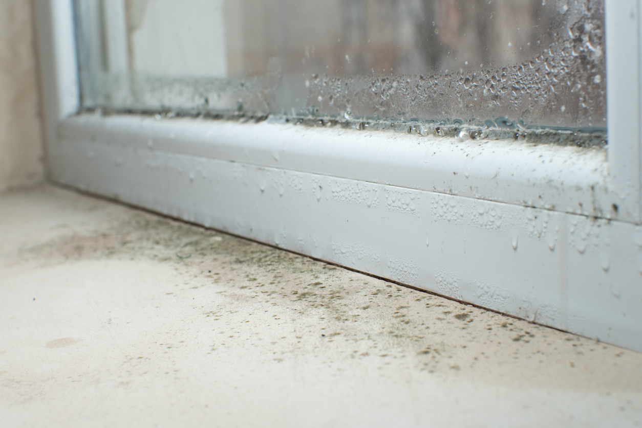 Des spores de moisissure noire se développent sur un rebord de fenêtre sale en raison de la condensation.