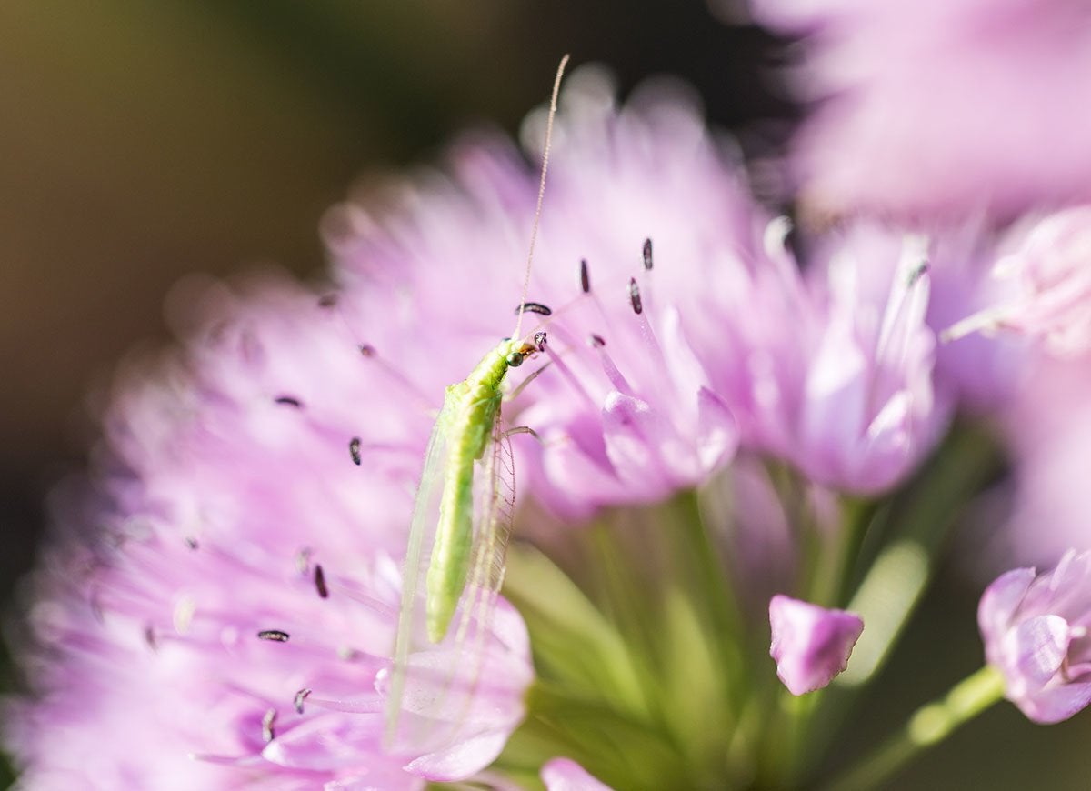 6 Beneficial Garden Critters You Can Buy Online