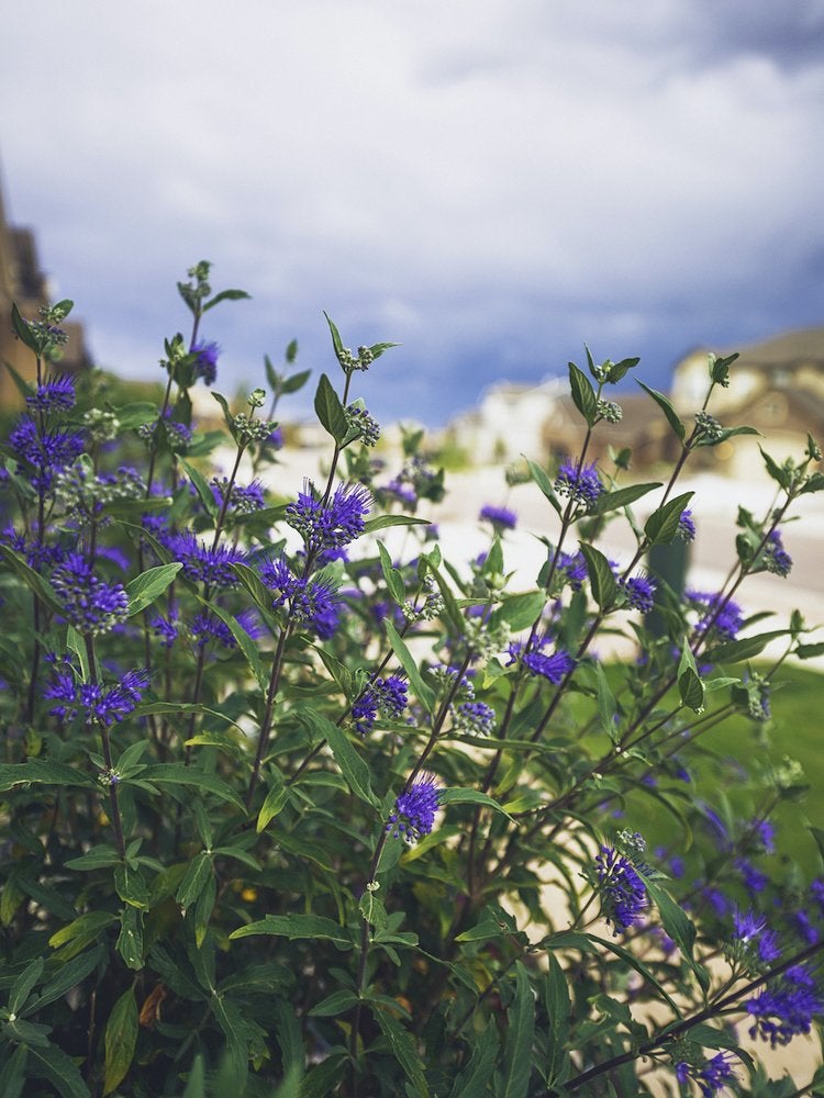 25 No-Effort Plants for a Foolproof Landscape