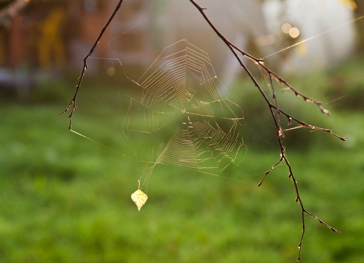 11 Ways You’re Accidentally Ruining Your Lawn