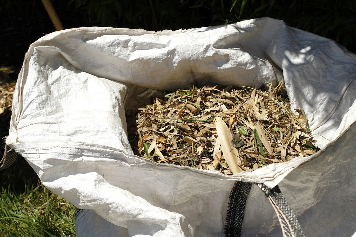 Les feuilles brunes et vertes sèches déchiquetées par une tondeuse à gazon sont collectées dans un sac blanc.