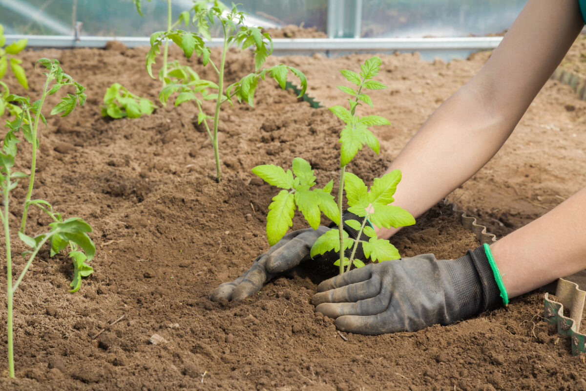 planter des tomates sur le côté