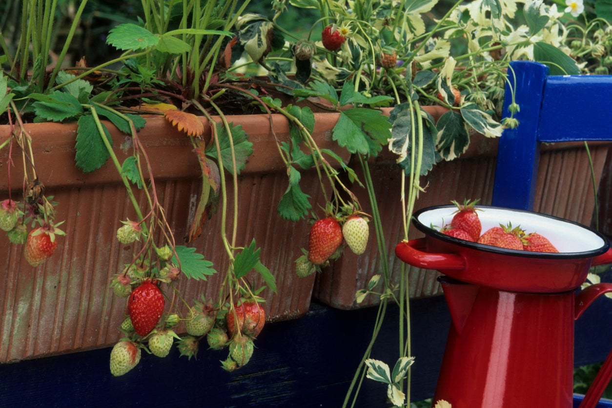 The 12-Inch Farm: 12 Foods You Can Easily Grow in Containers