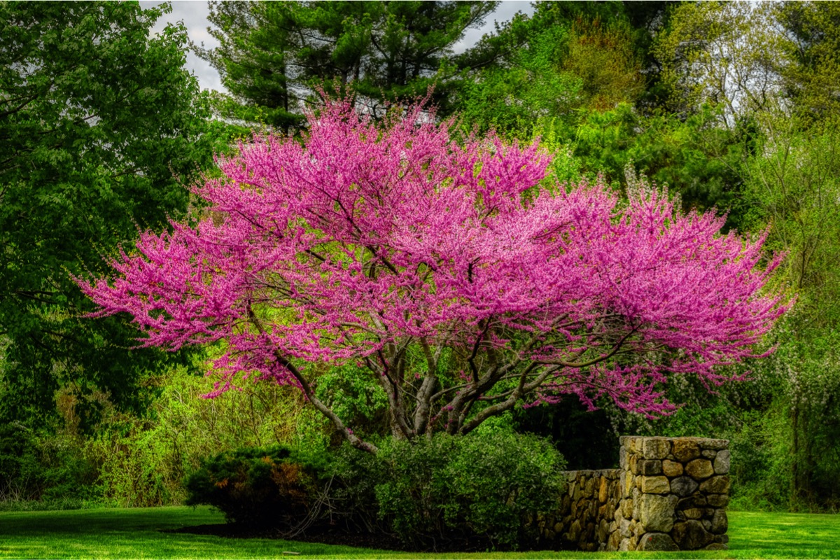 arbres en fleurs