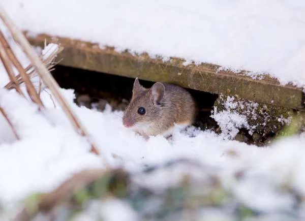 Souris dans le caniveau en hiver