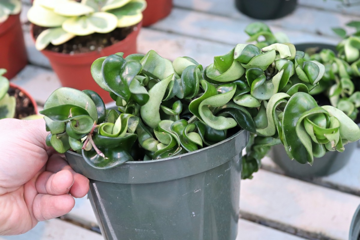 hoya plant care