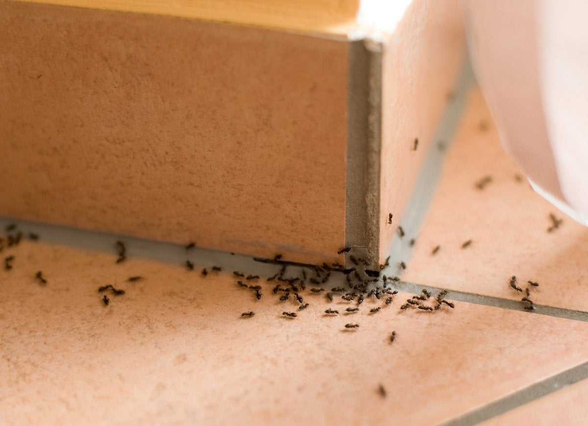 8 Things the Exterminator Won’t Tell You for Free