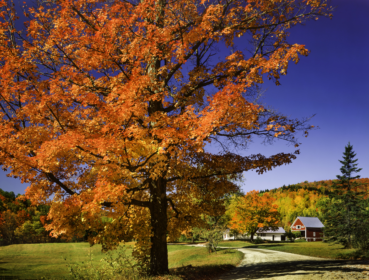 érable à sucre rouge vif dans un paysage d'automne avec une ferme et des arbres