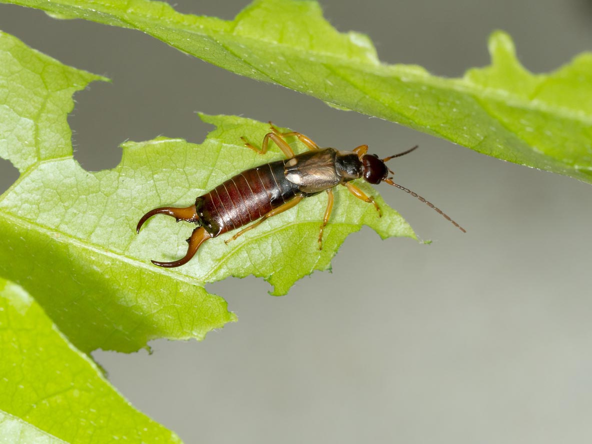 Common Garden Pests Earwigs