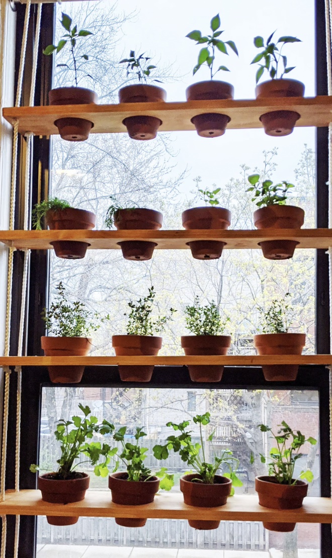 Etagères flottantes en bois avec des herbes en pots devant une fenêtre