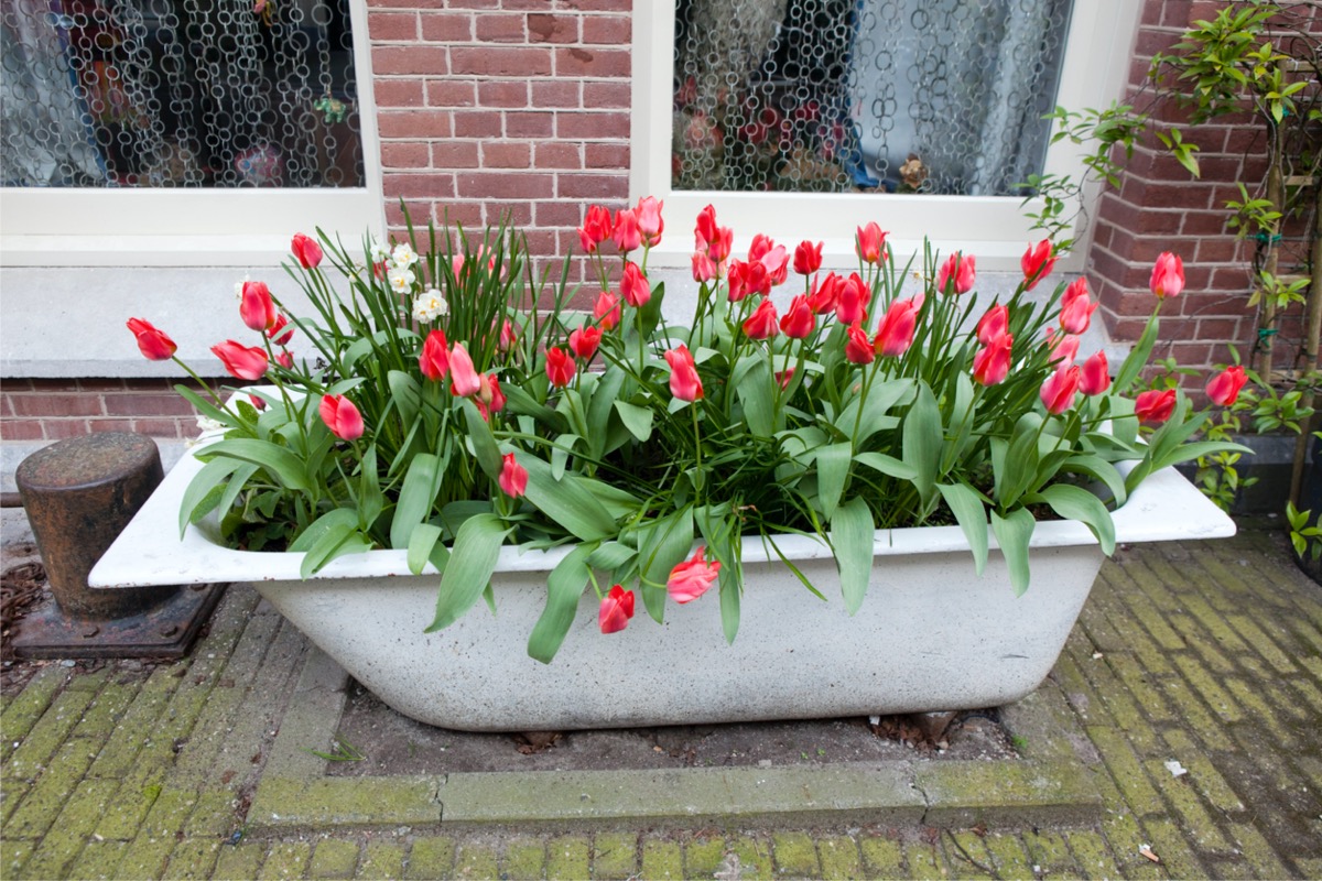 A repurposed bathtub serves as a flower bed with red flowers planted.