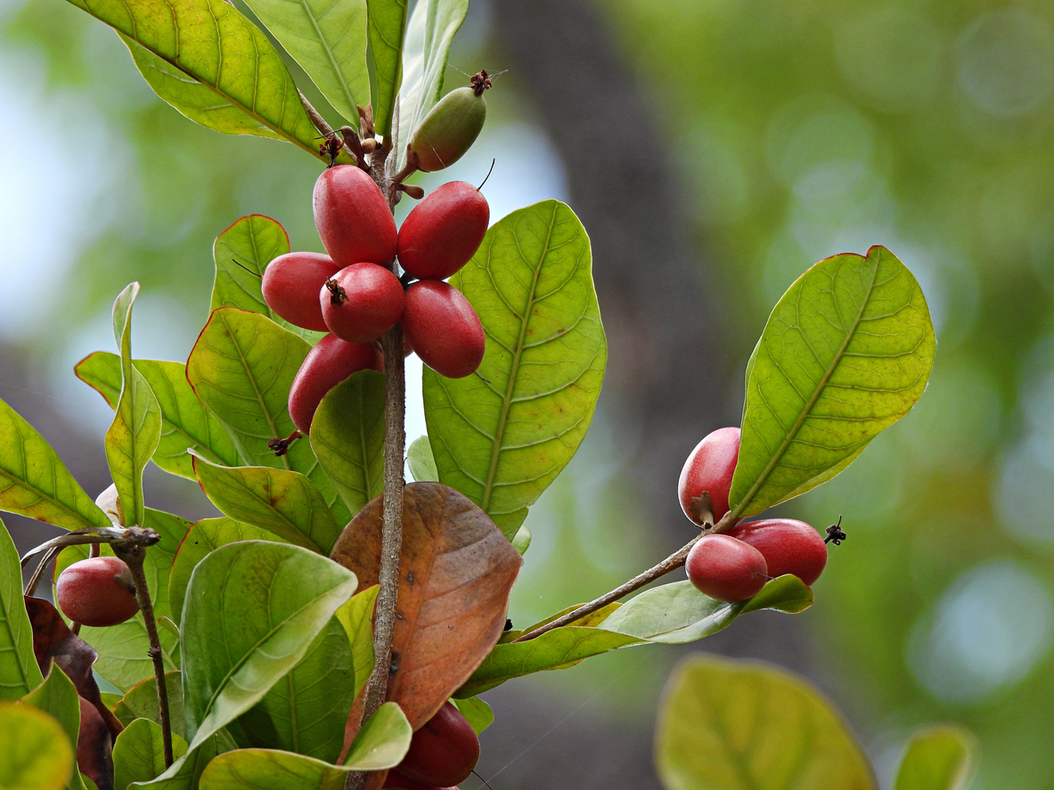 berry bushes