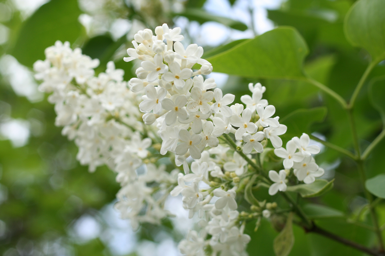 lilac varieties