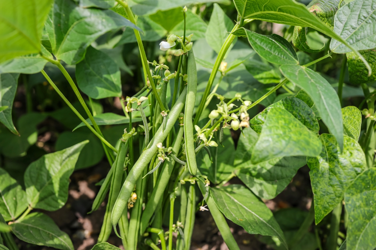 Bush bean plant with string beans.