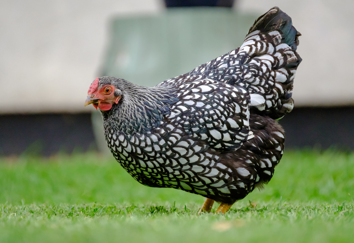 types of chickens