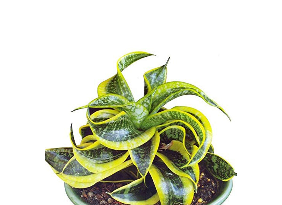 15 Snake Plant Varieties for Low-Maintenance Living Decor