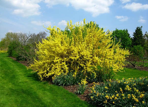 Golden Bell (Forsythia spp.)