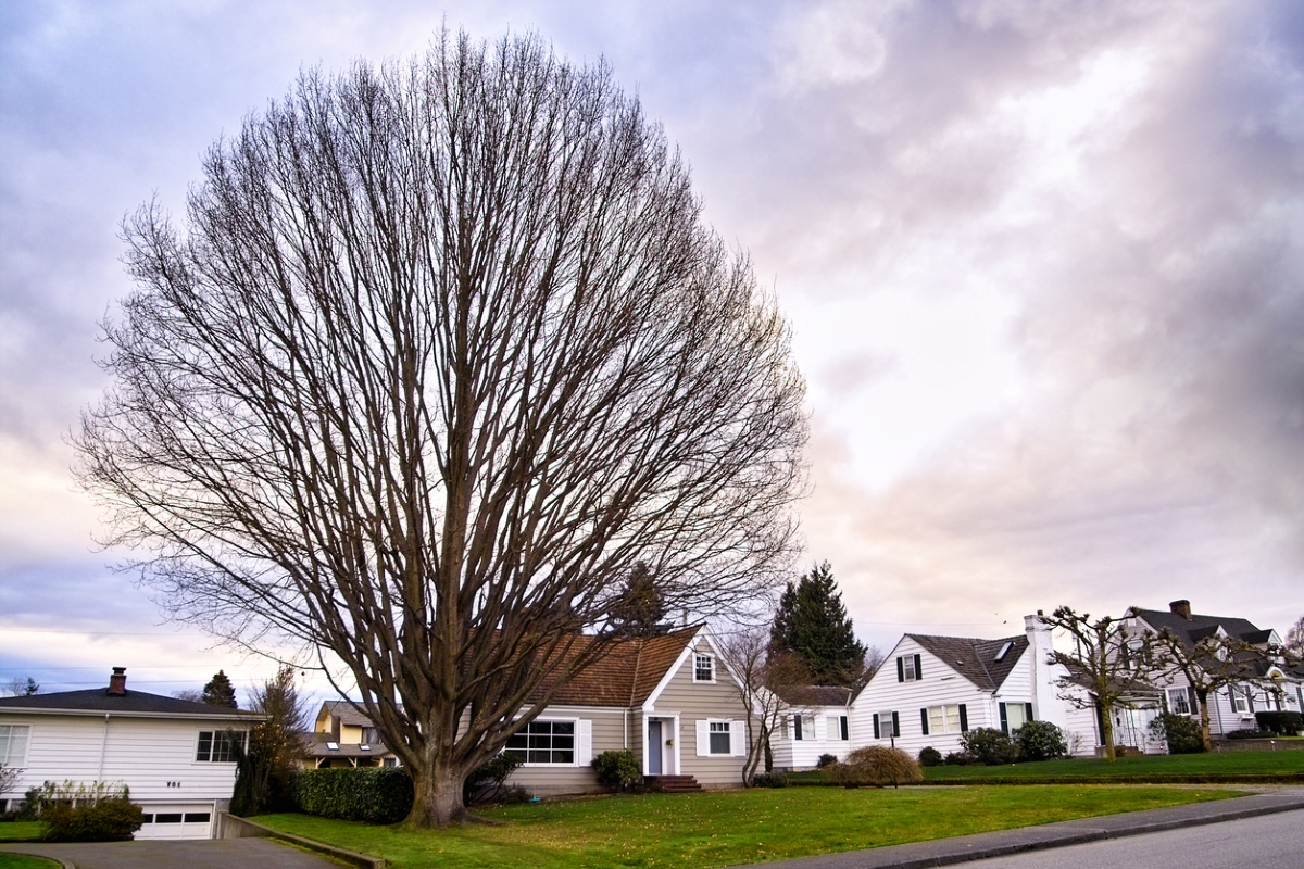 Large tree in neighborhood