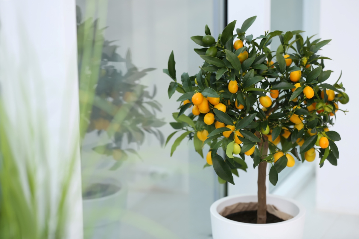 Arbre avec des fruits de kumquat dans un récipient