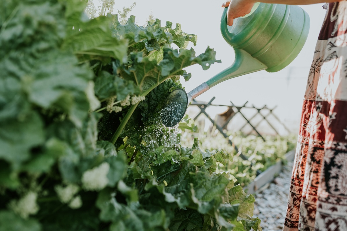 A woman watering rhubarb plants in her home garden.