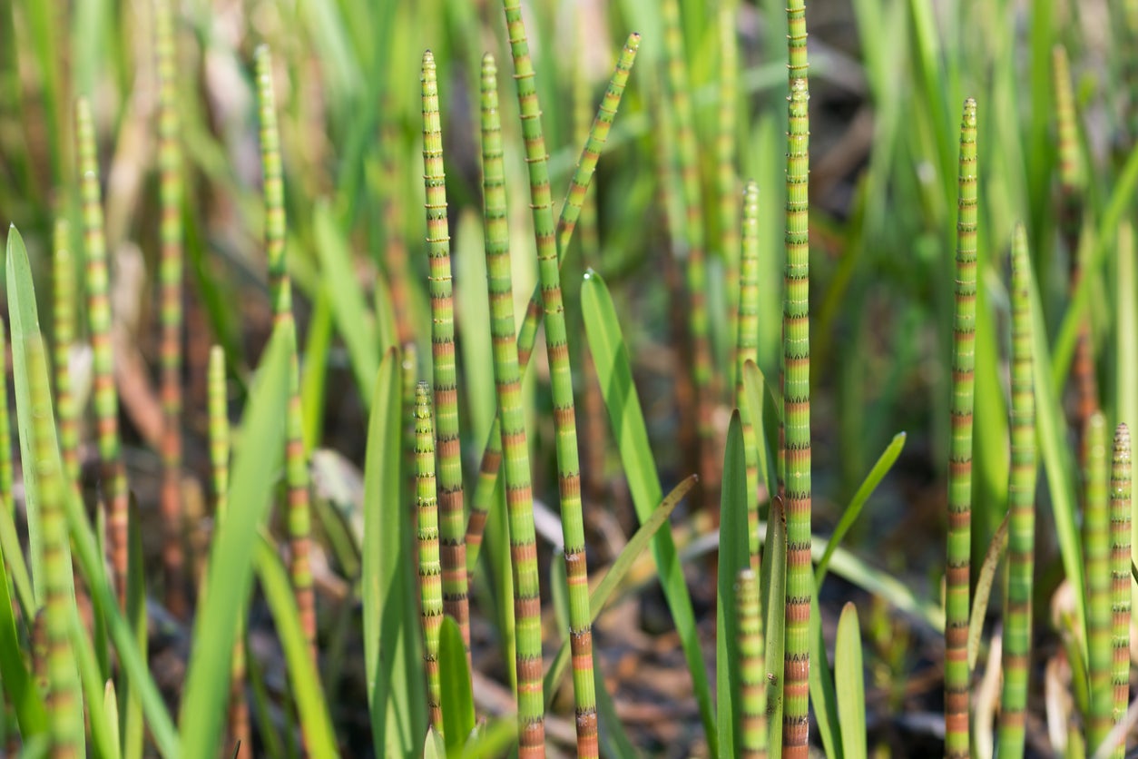 15 Plants That Attract Dragonflies